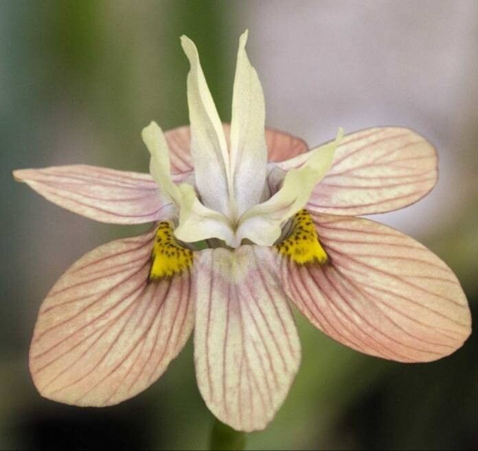 Moraea gawleri — houseplant care guide