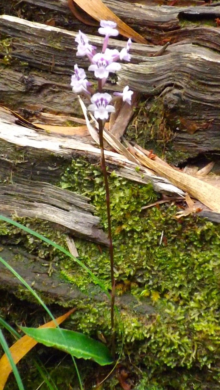 Cynorkis squamosa habit