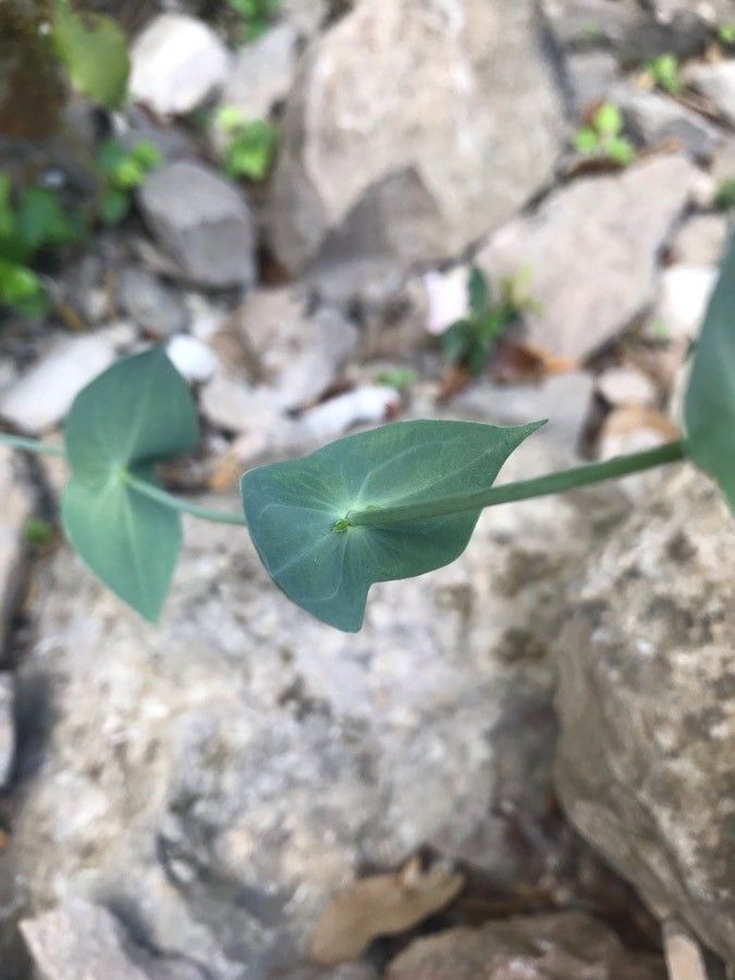 Blackstonia perfoliata — search result for 'Gentianaceae'