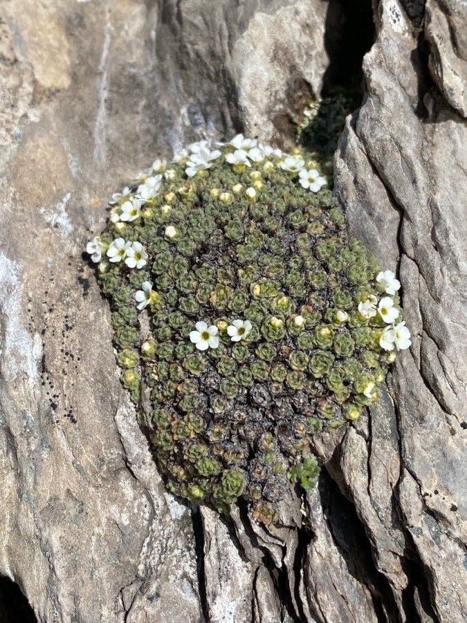 Androsace helvetica habit