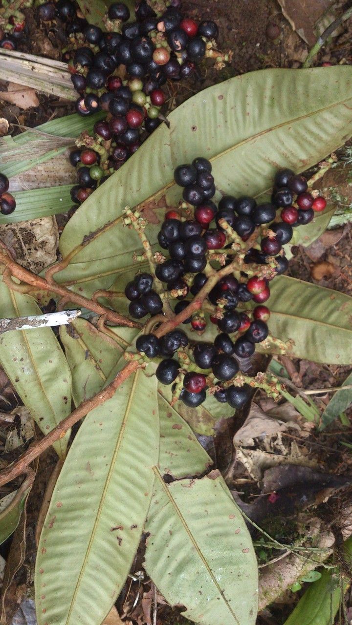 Ardisia fimbrillifera fruit
