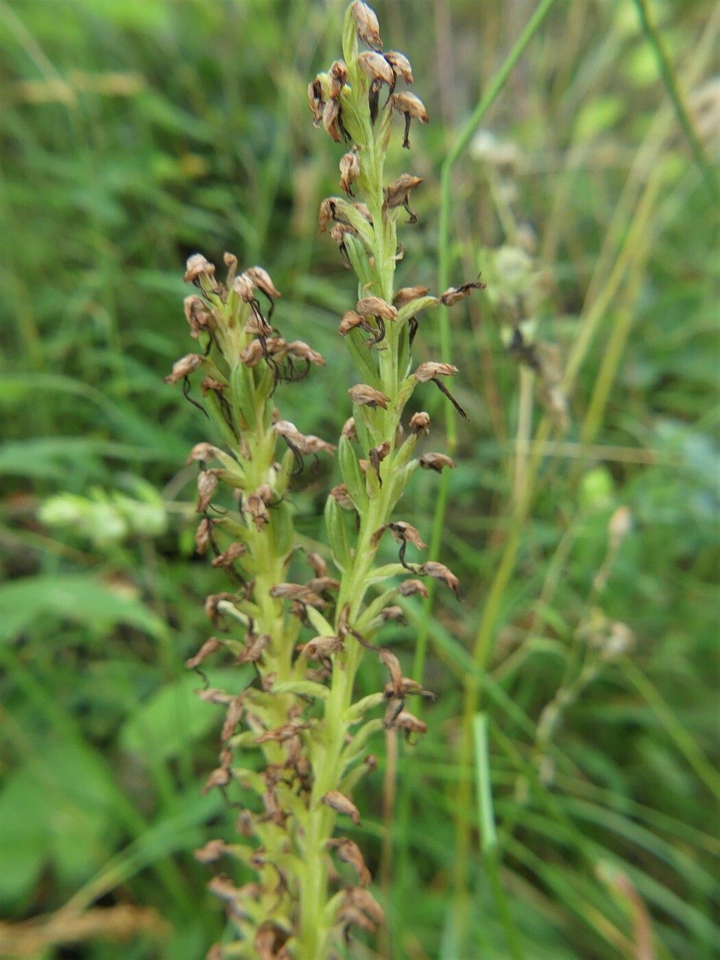 Orchis anthropophora fruit
