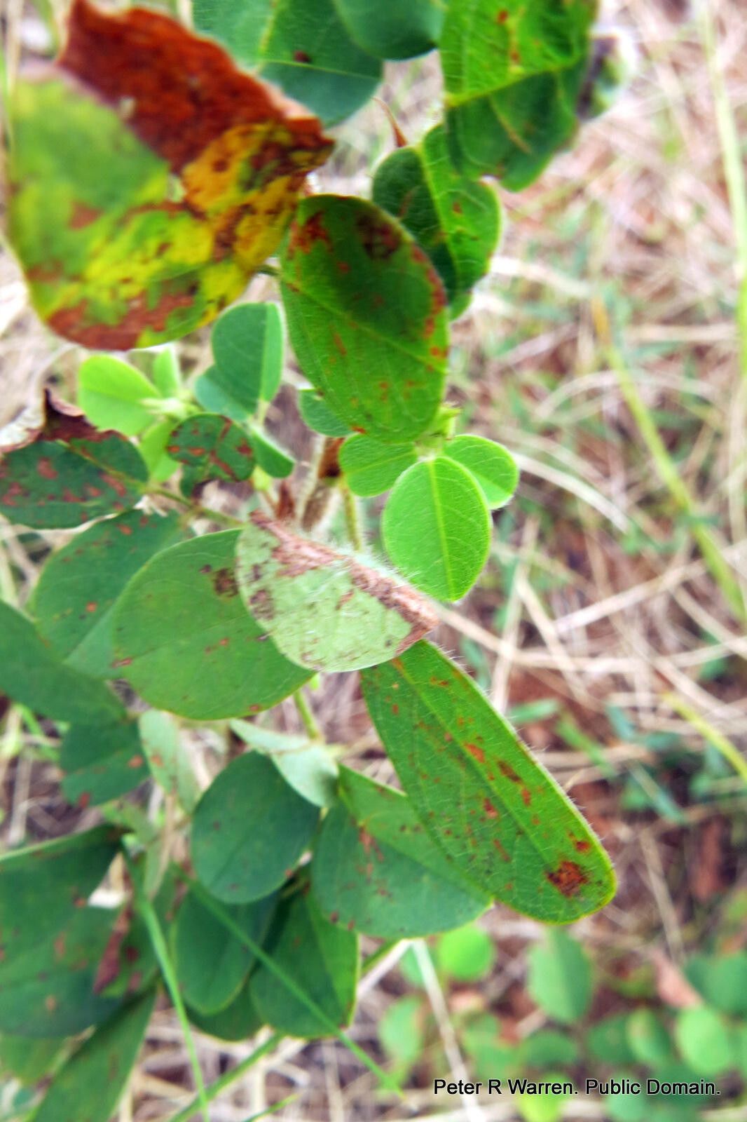 Grona setigera — houseplant care guide