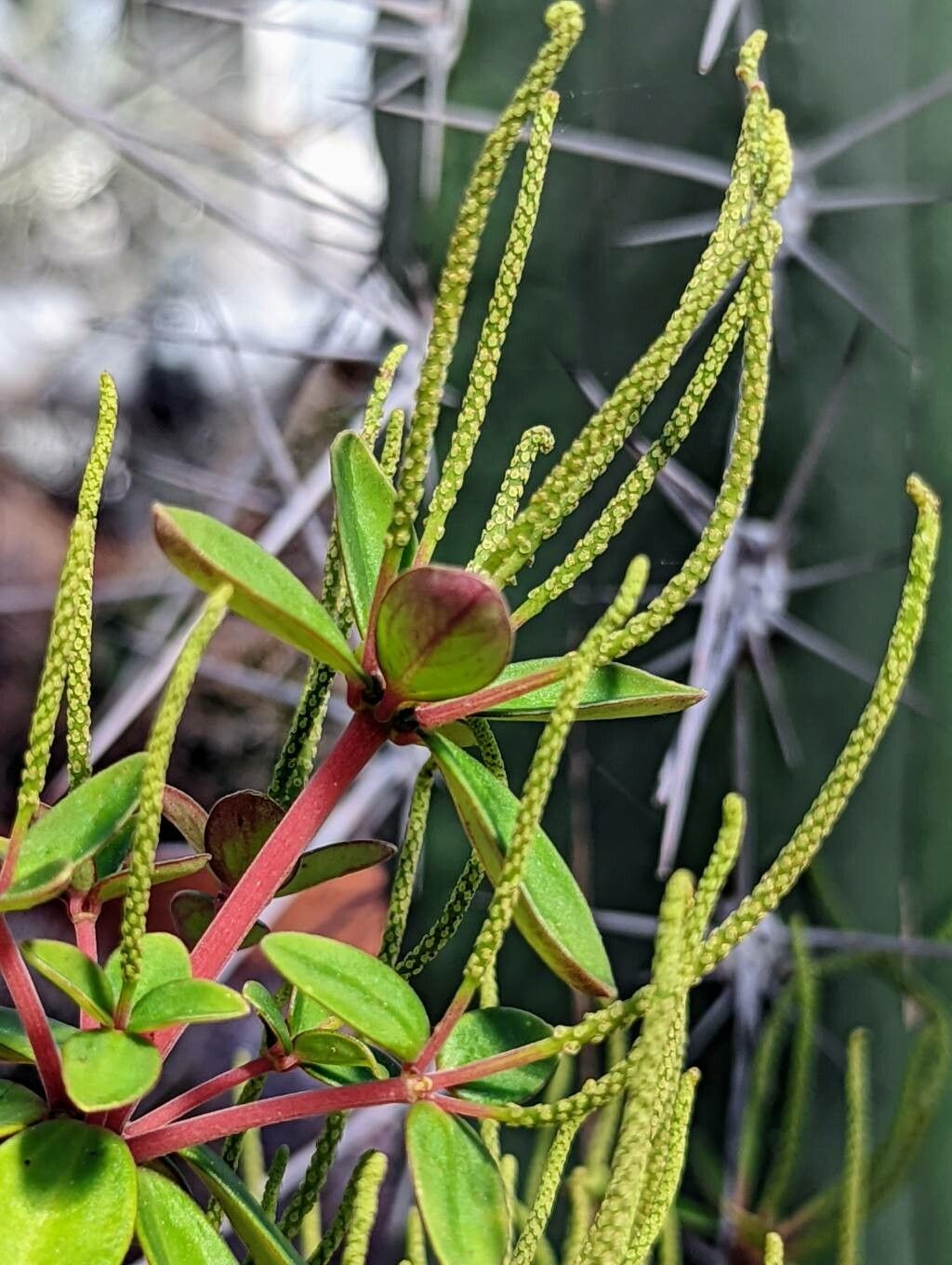 Peperomia polzii flower