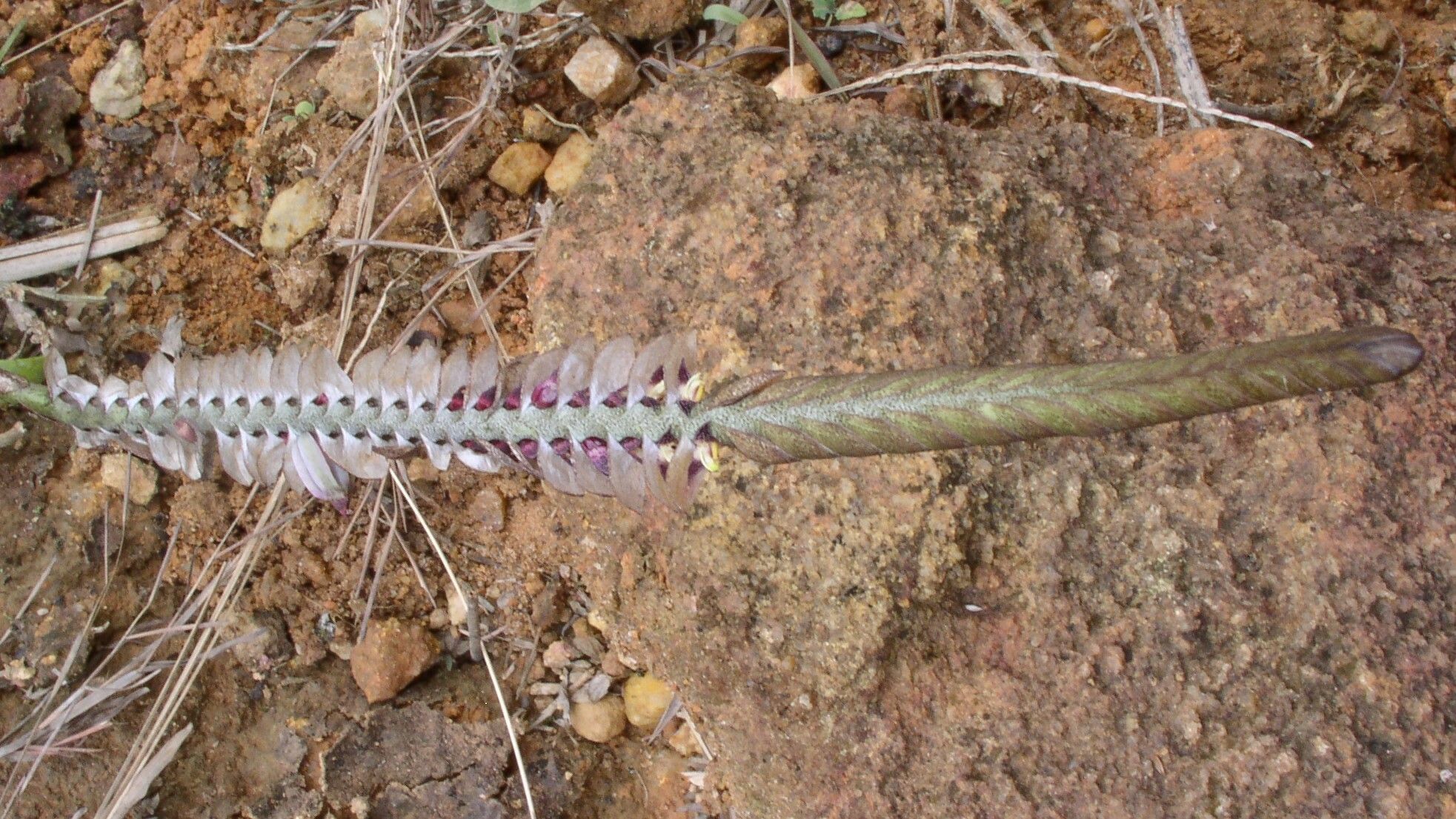 Bulbophyllum tetragonum flower