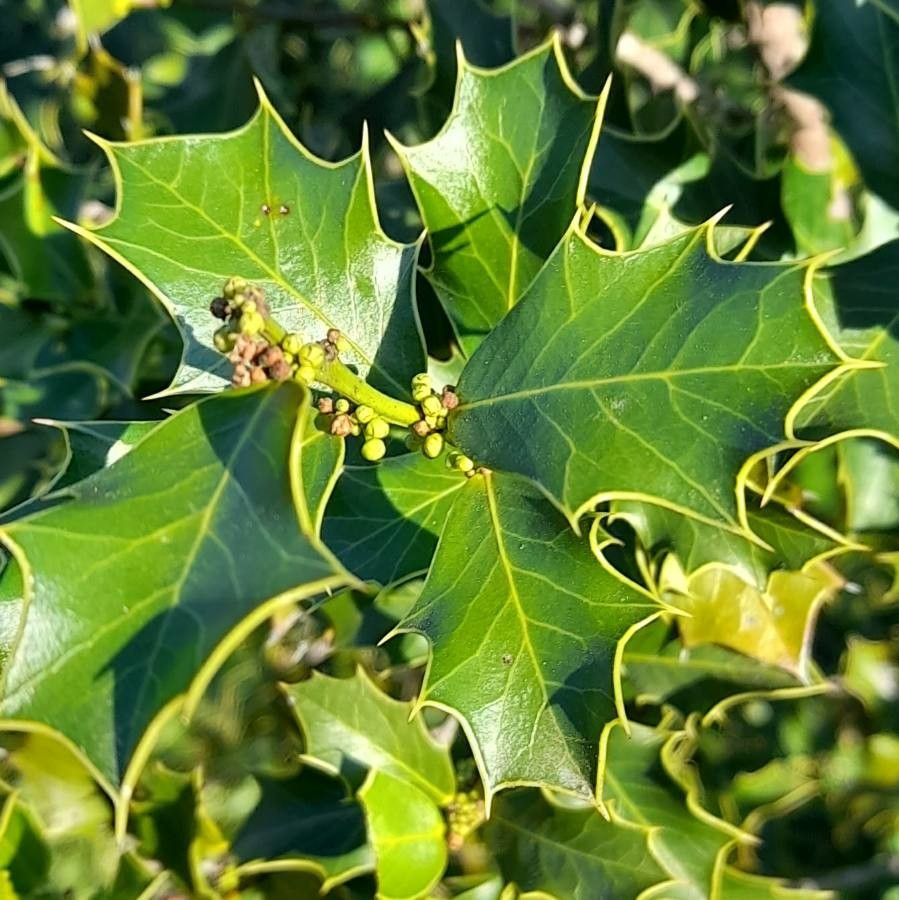 Maytenus ilicifolia flower