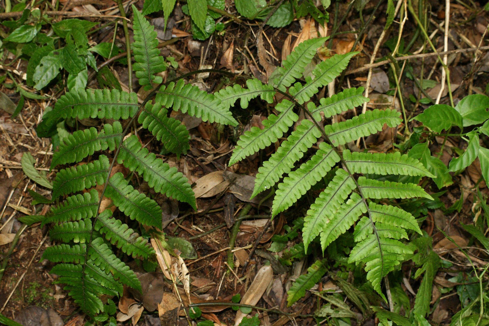 Deparia septentrionalis — houseplant care guide