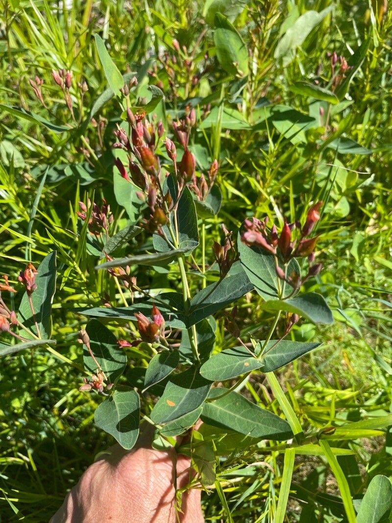 Triadenum fraseri — search result for 'Hypericaceae'