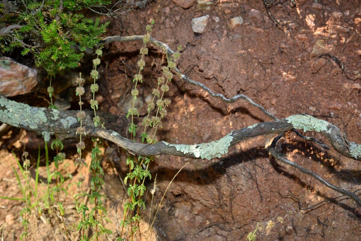 Sideritis hirsuta fruit
