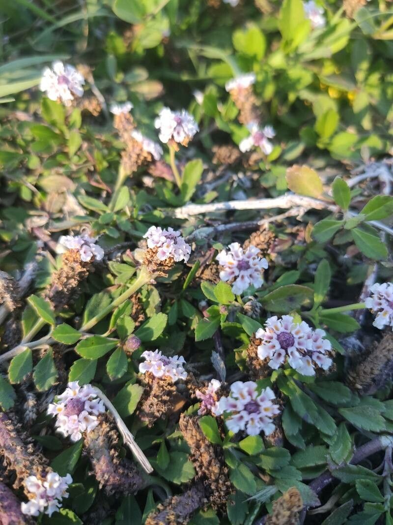 Phyla nodiflora fruit