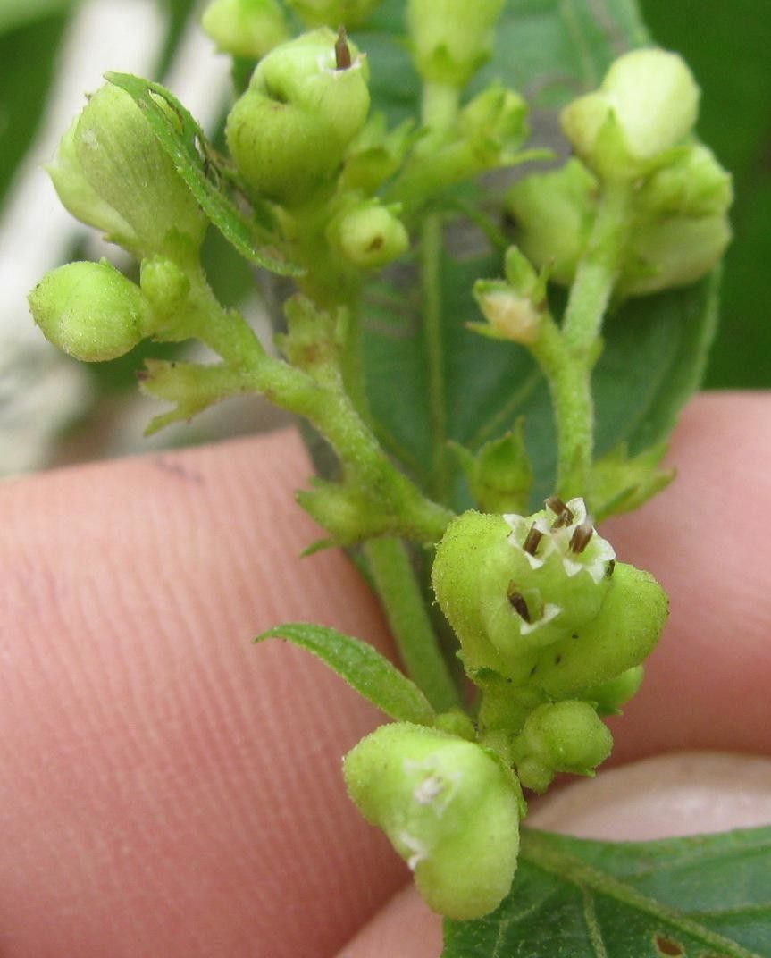 Clibadium leiocarpum other