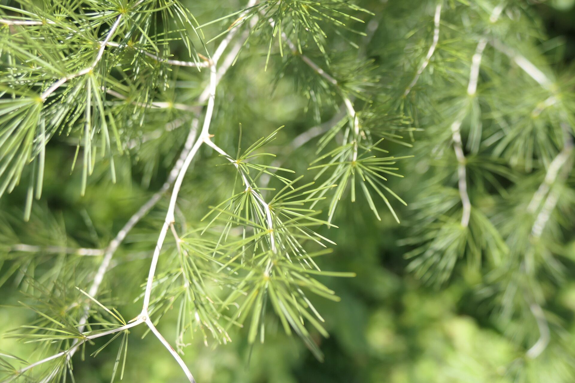 Asparagus laricinus — houseplant care guide