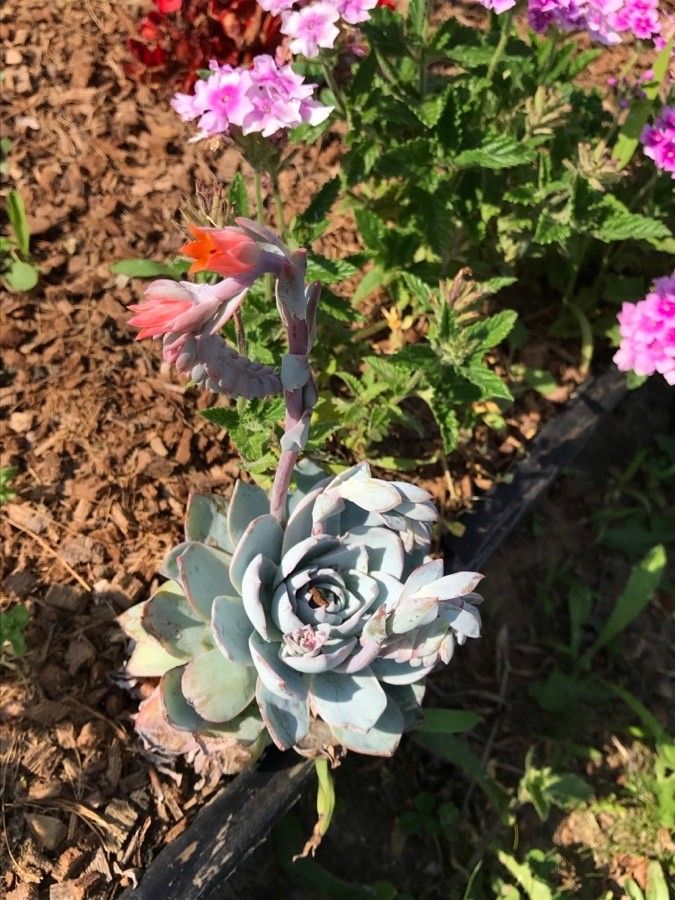 Echeveria cante flower