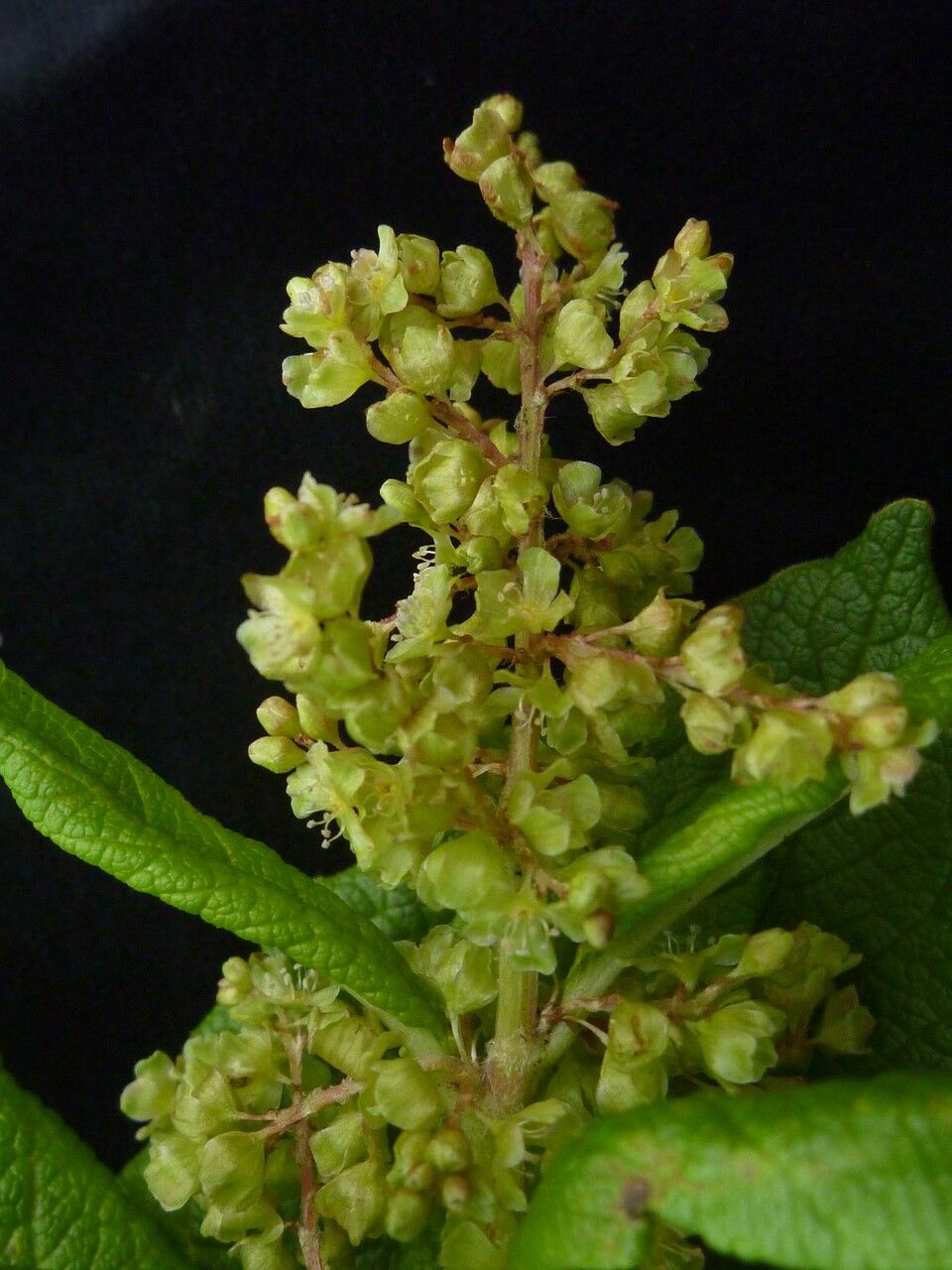 Koenigia rumicifolia flower
