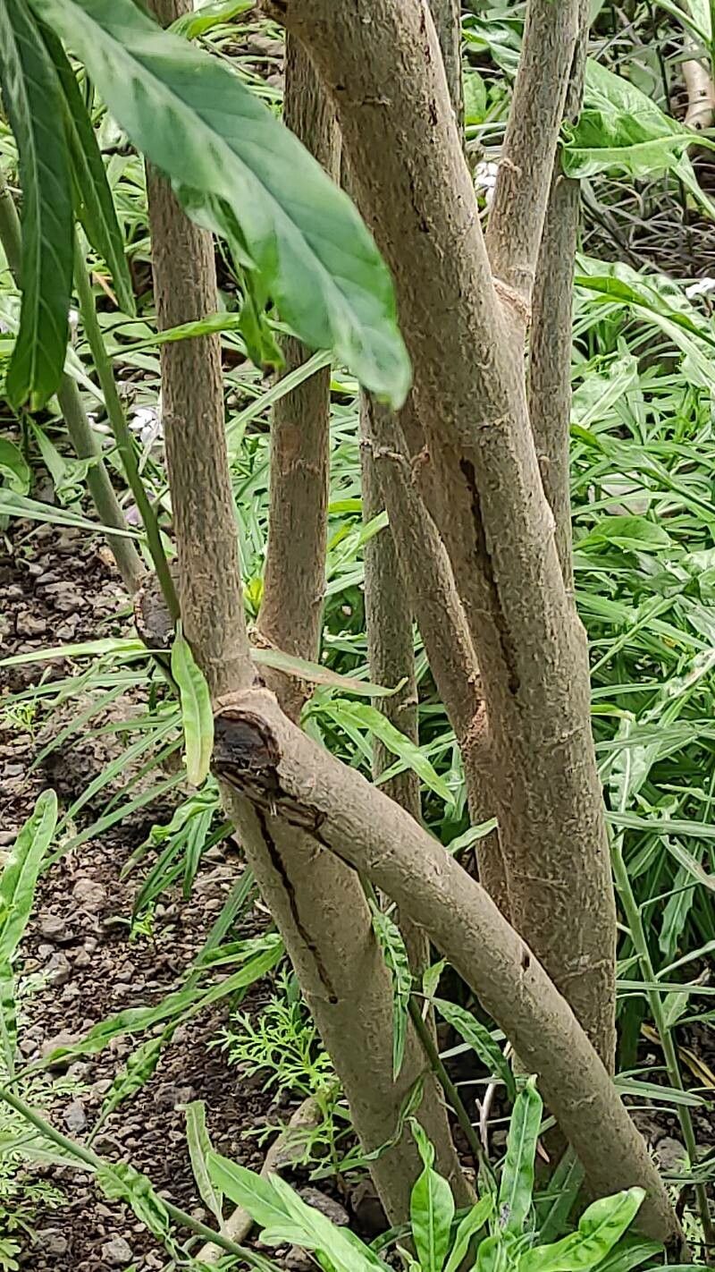 Convolvulus floridus bark
