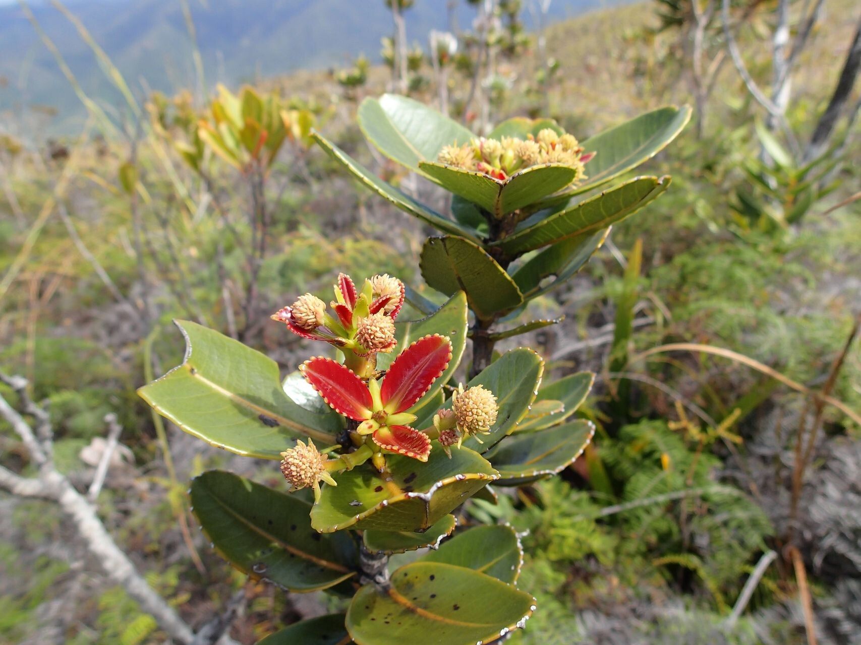Pancheria calophylla habit