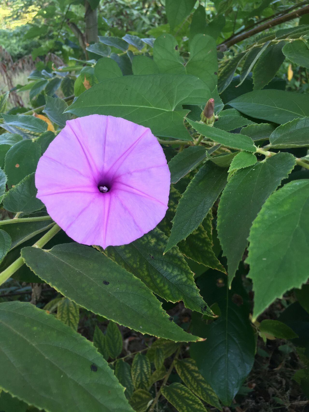 Ipomoea fimbriosepala — houseplant care guide
