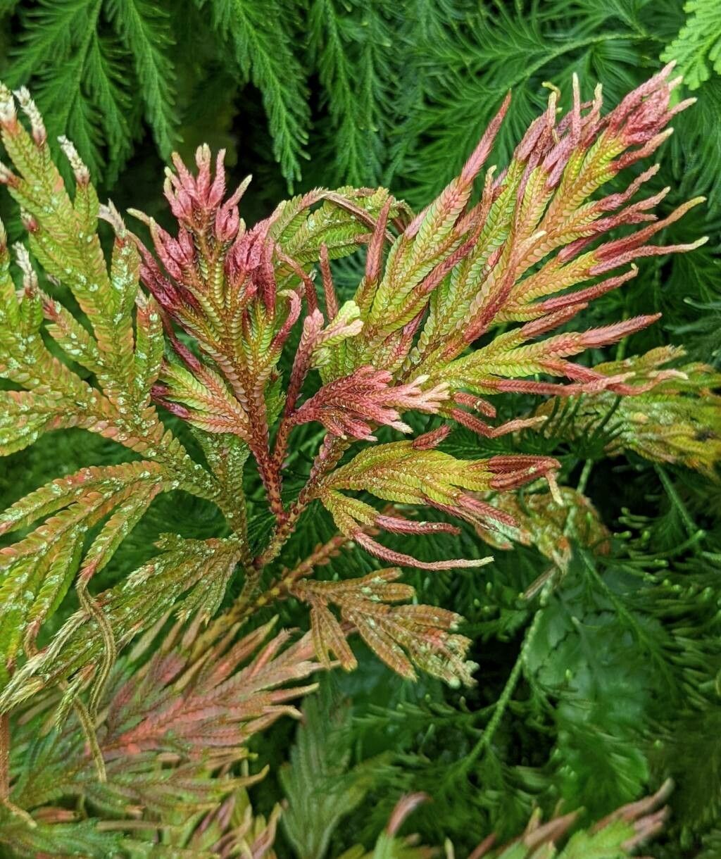 Selaginella firmuloides leaf