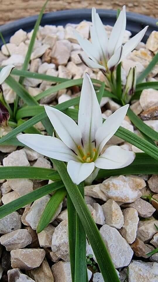 Ipheion sessile — related species from the same genus