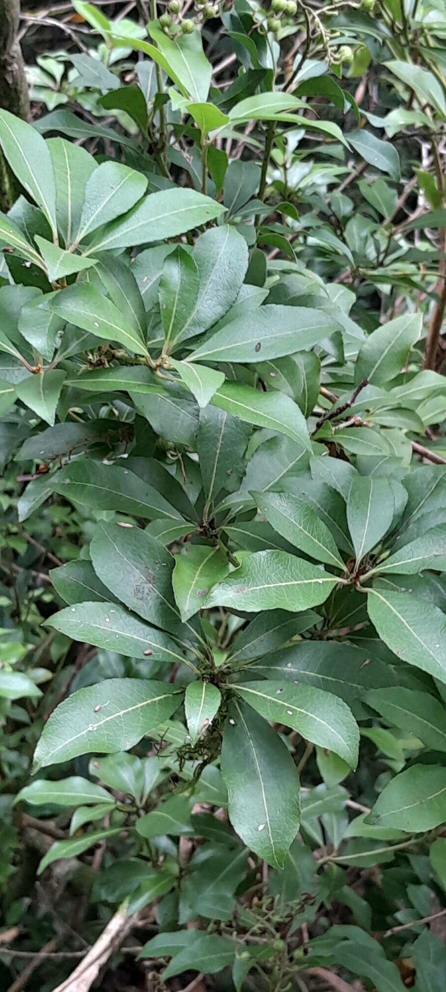 Pieris floribunda leaf