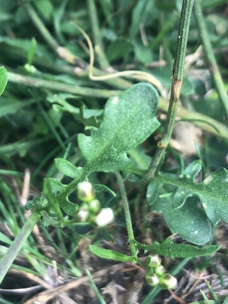 Berteroa incana leaf