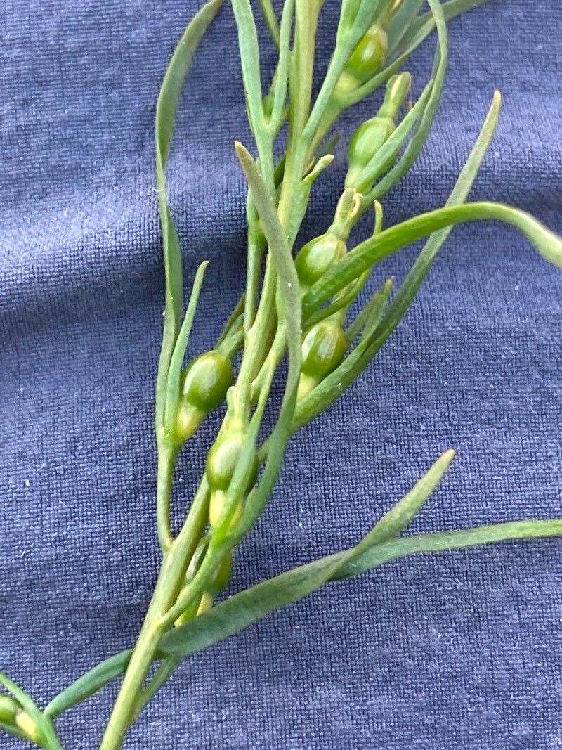 Thesium alpinum fruit