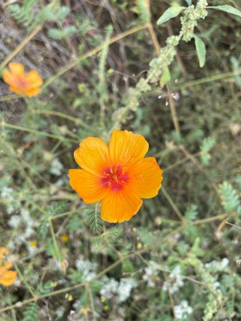 Kallstroemia grandiflora flower