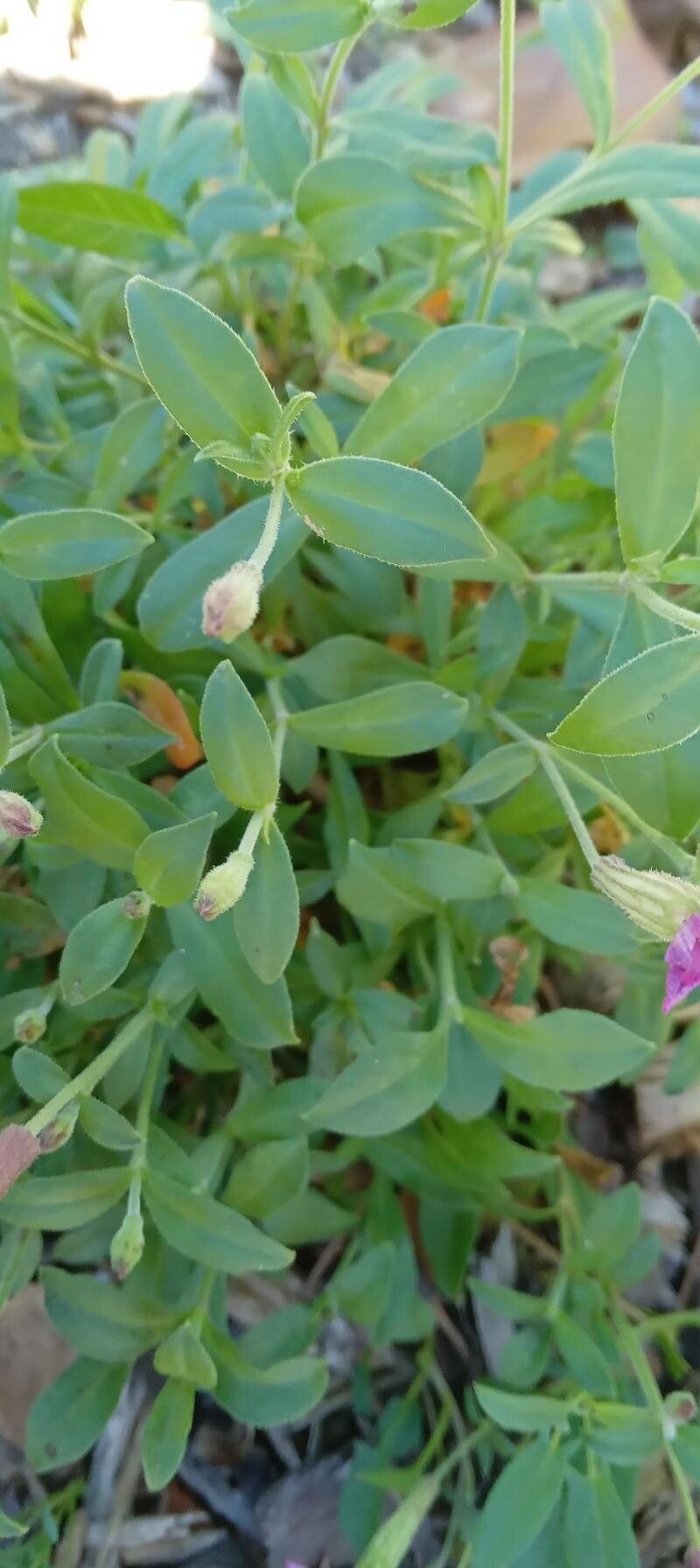 Silene schafta — houseplant care guide