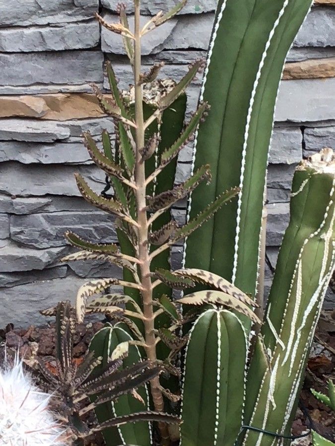 Marginatocereus marginatus leaf