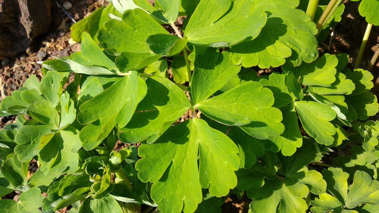 Aquilegia oxysepala — search result for 'Aquilegia'