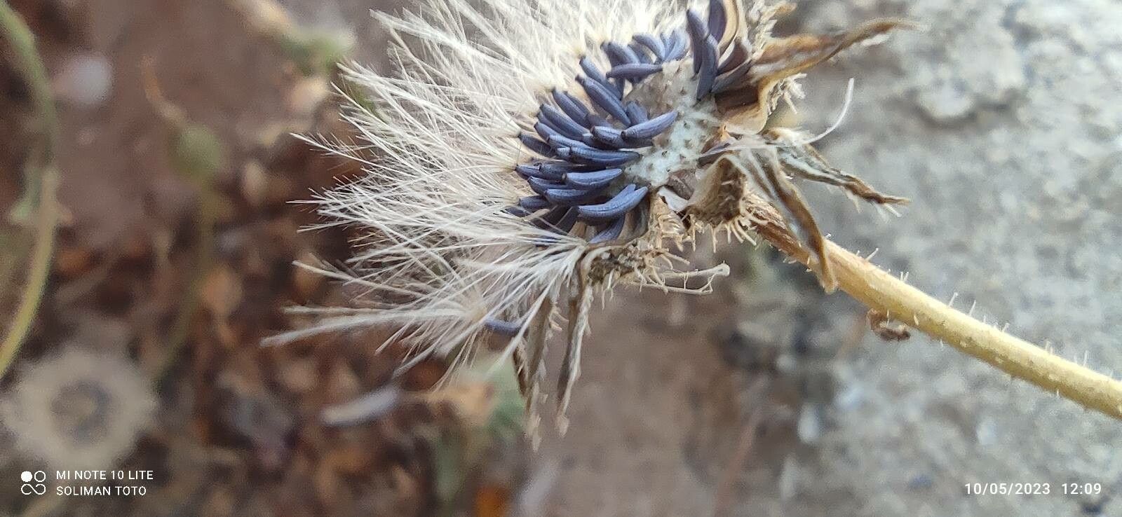 Picris asplenioides fruit