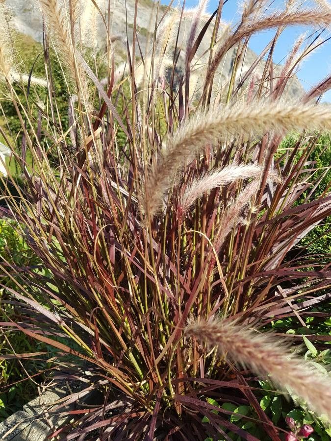 Elymus elymoides flower