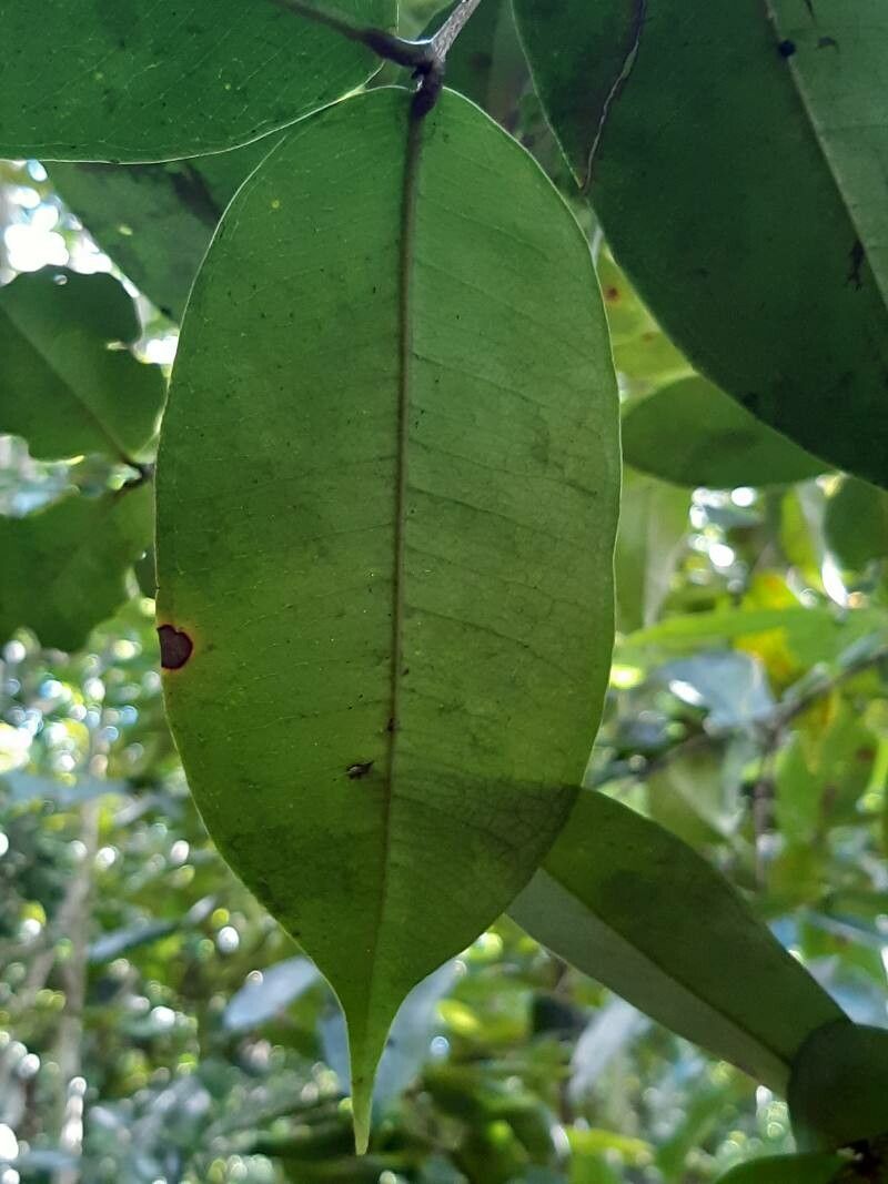 Myrcia neoforsteri — houseplant care guide