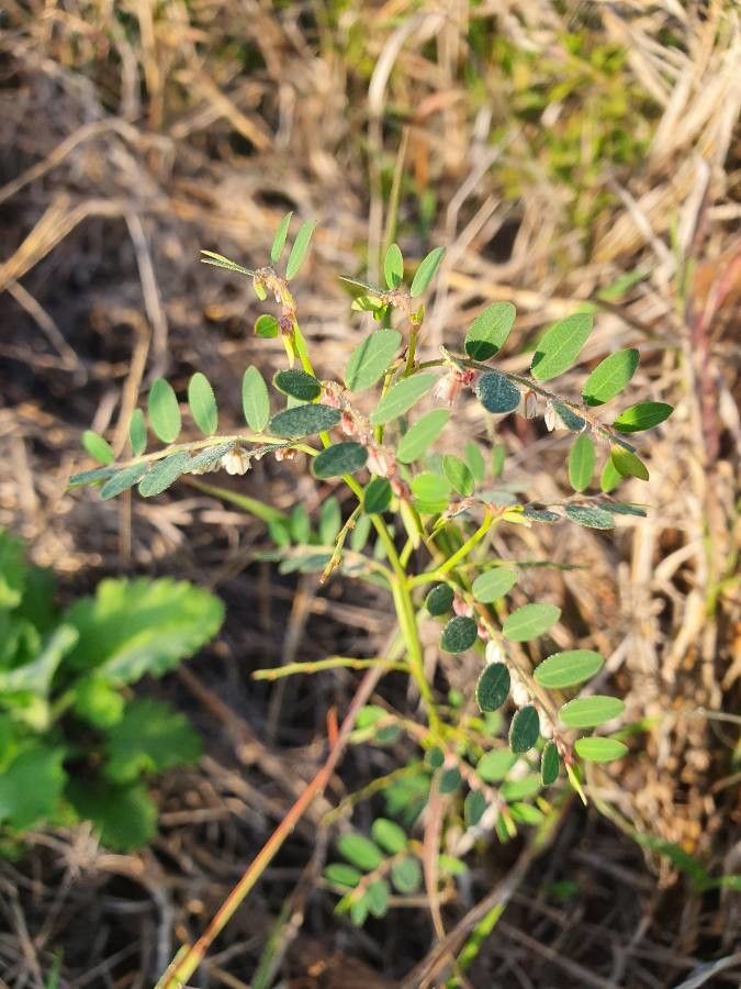 Phyllanthus suffrutescens leaf