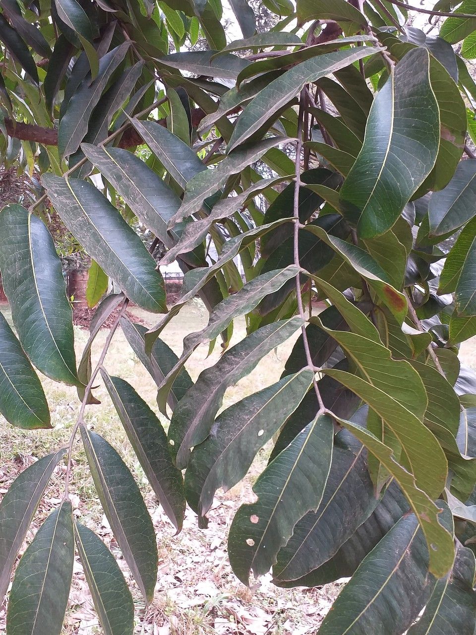 Zanthoxylum usambarense — search result for 'Zanthoxylum'