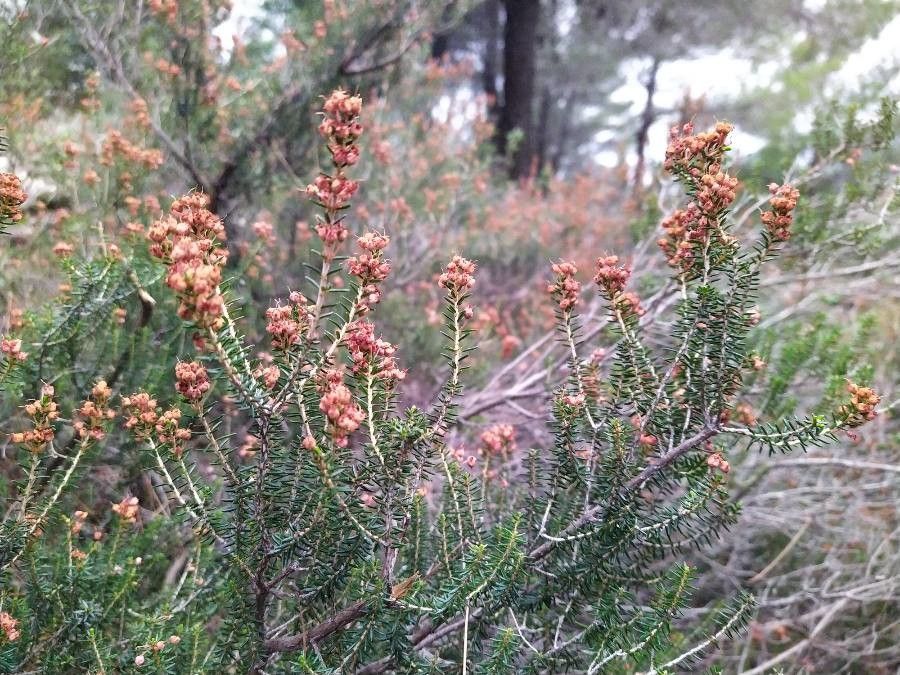 Erica manipuliflora fruit