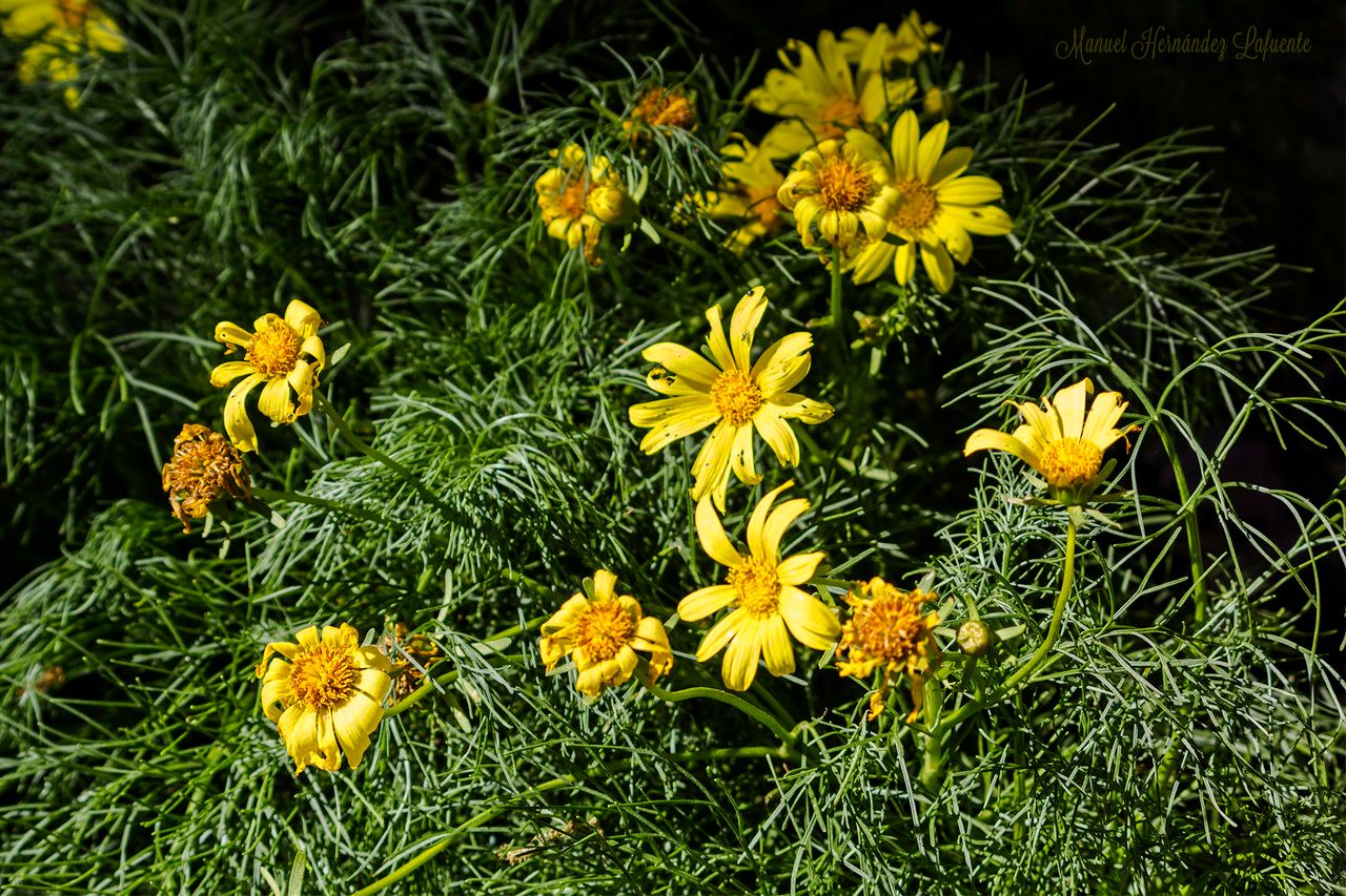 Coreopsis gigantea leaf