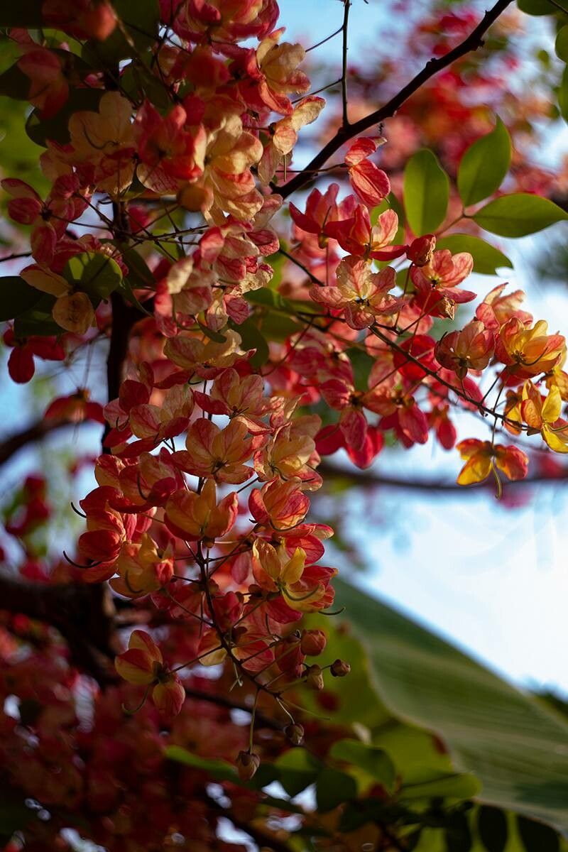 Cassia nealiae — search result for 'Cassia'