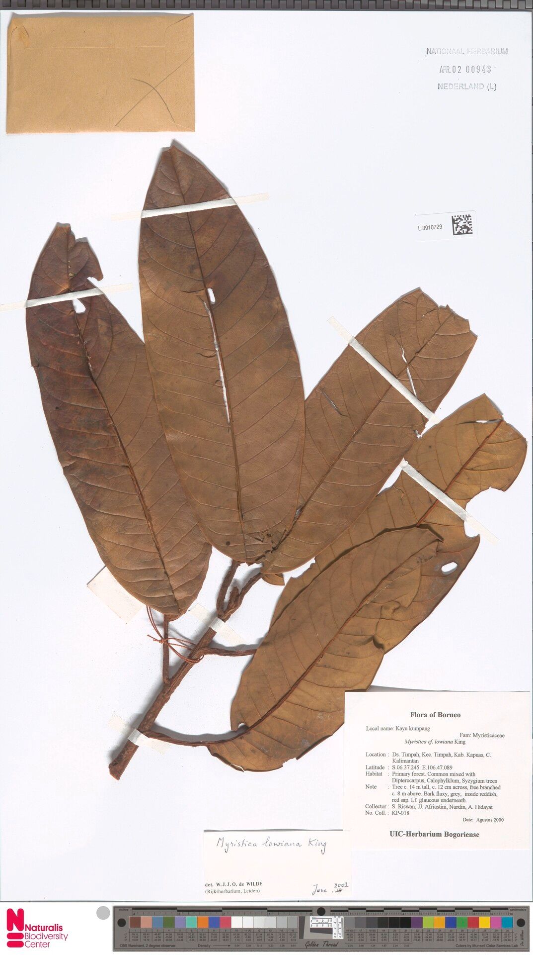 Myristica lowiana — houseplant care guide