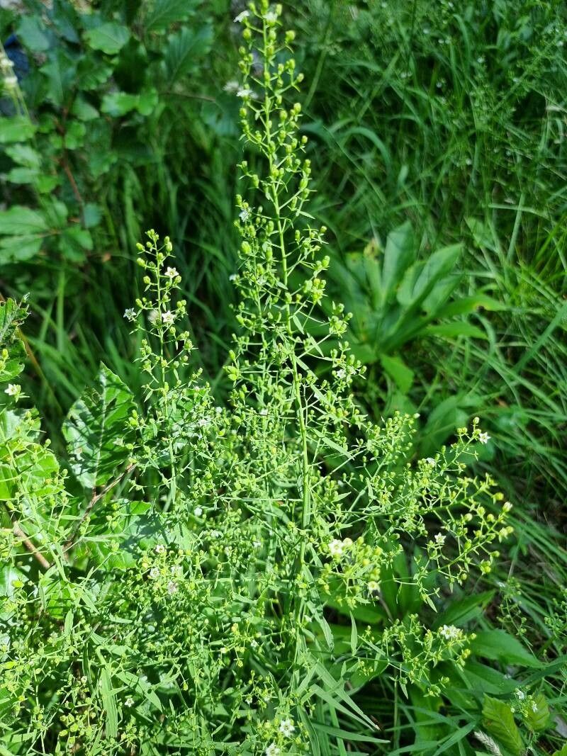 Thesium bavarum habit