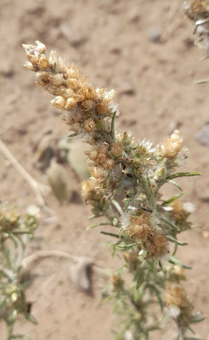 Gamochaeta filaginea fruit