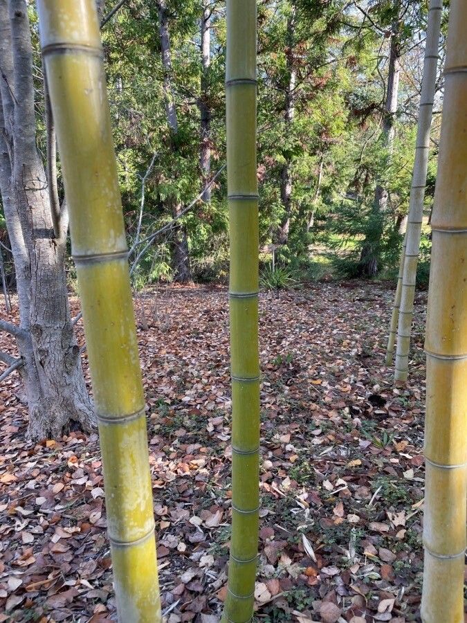 Phyllostachys vivax bark