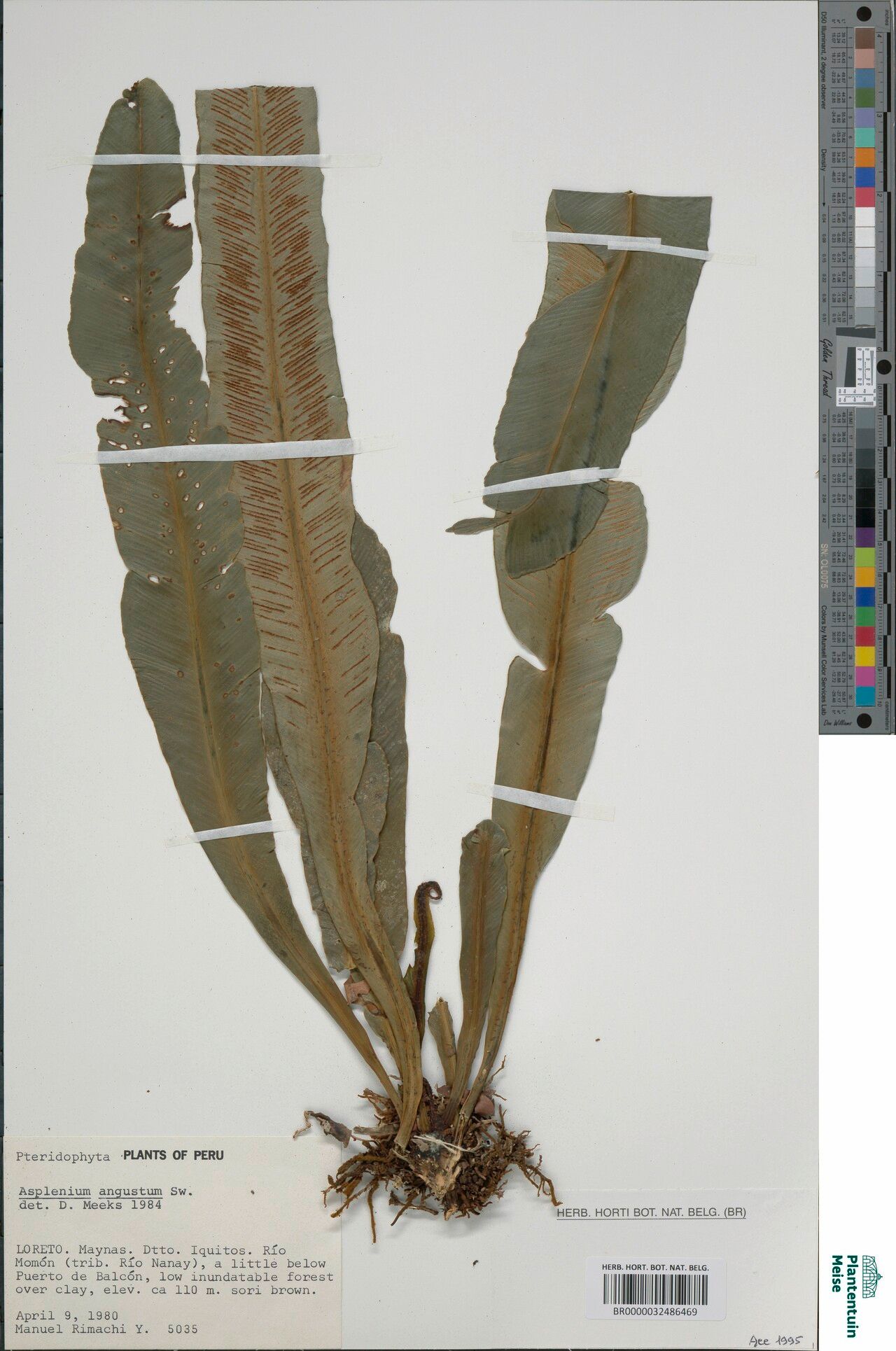 Asplenium angustum flower