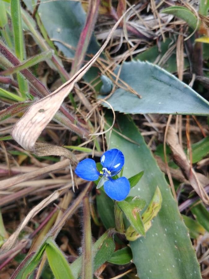 Commelina fasciculata — search result for 'Commelina'