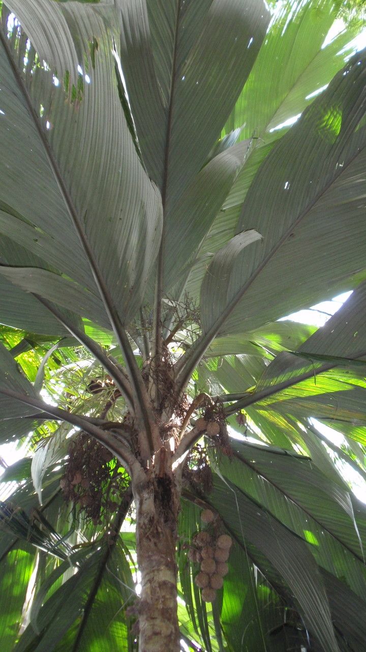 Pelagodoxa henryana — houseplant care guide