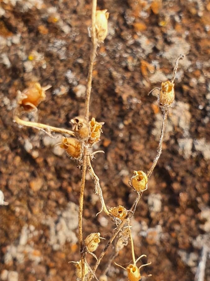 Wahlenbergia lobelioides fruit
