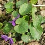 Viola sororia