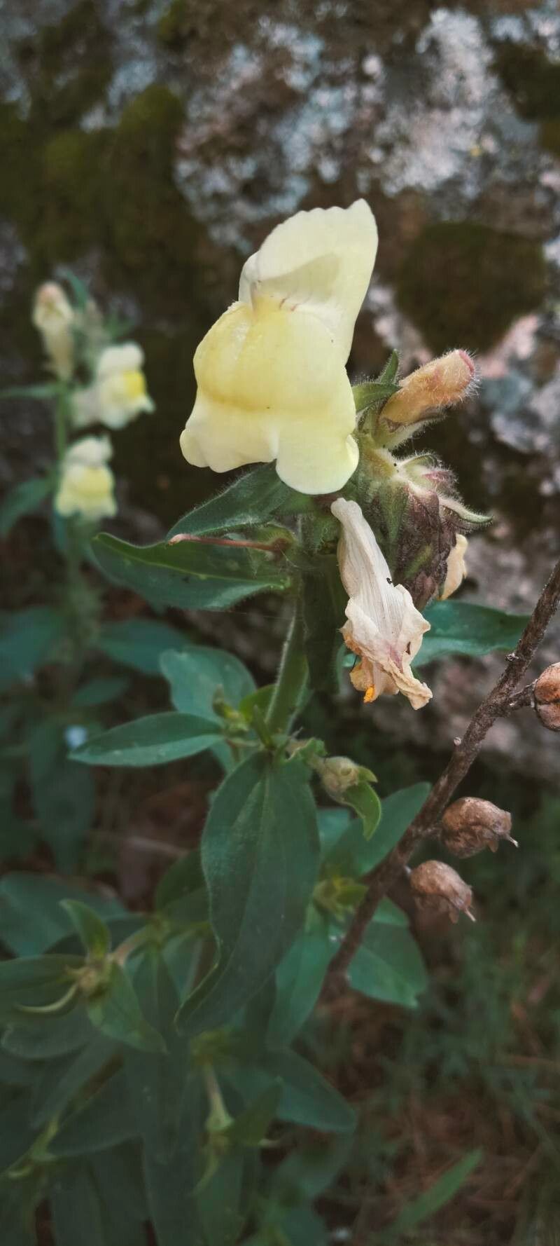Antirrhinum meonanthum flower