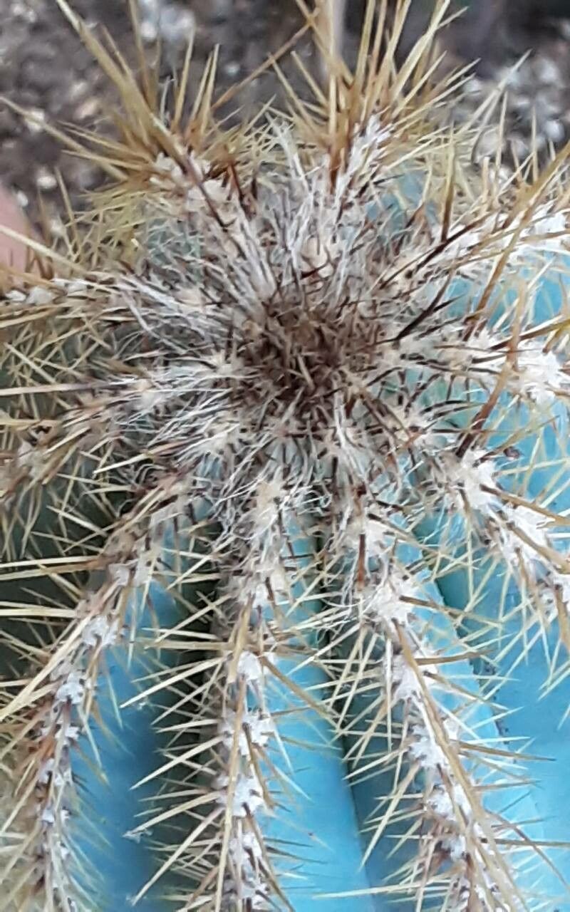 Pilosocereus machrisii other