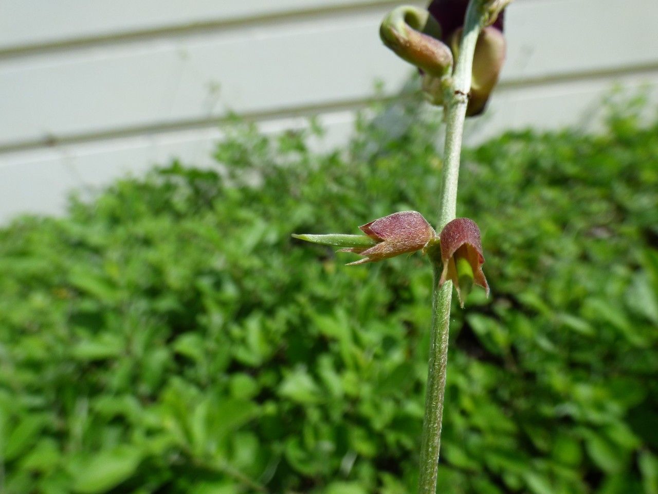 Macroptilium atropurpureum fruit